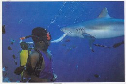 Maldives - Diving - Shark Feeding 1988 Stamp - Maldives