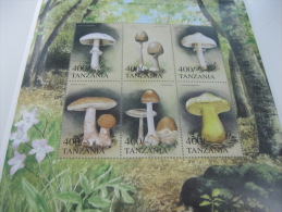 Tanzania-Mushrooms - Mushrooms