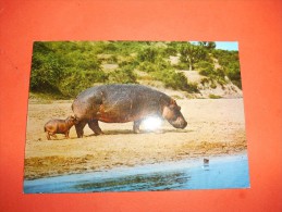 B642 Ippopotami Non Viaggiata - Hippopotamuses