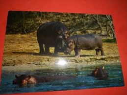 B642 Ippopotami Non Viaggiata - Hippopotamuses