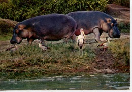 Hippopotames (hippopotamus) Flusspferd - N°9020 Coll Club - Flusspferde