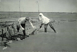 Métiers - Pêche - Huitres - Côte Atlantique - Ostréiculture - La Pose Des Ardoises - état - Visvangst