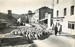 Depts Divers- Bouches Du Rhone - Ref BB541 - Auriol - Place Charles Adrien - Berger Et  Troupeau De Moutons - Mouton - - Auriol