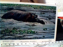 IPPOPOTAMO  HIPPO  AFRICA  VB1969 IT ET16595 - Flusspferde