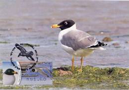 ISRAEL (2010) - Carte Maximum Card - ATM AMIEL - Larus Ichthyaetus / Great Black Headed Gull / Goéland Ichthyaète - Bird - Maximum Cards