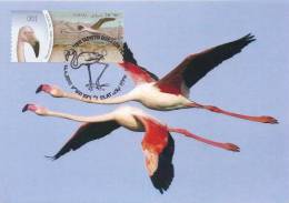 ISRAEL (2010) - Carte Maximum Card - ATM AMIEL - Phoenicopterus Ruber / American Flamingo / Flamant Caraïbes - Maximum Cards