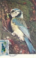 ANDORRE LA VIEILLE - 1973 - Protection De La Nature -Mesange Bleue - Cartoline Maximum