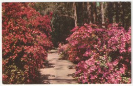 Magnolia Gardens, Charleston, S.C. - Thomas E-13279 - Charleston