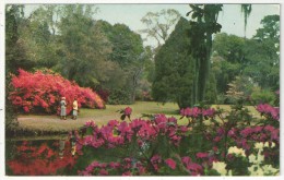 Magnolia Gardens, Charleston, S.C. - Thomas E-13281 - Charleston