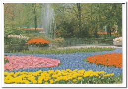 Lisse, Keukenhof - Lisse