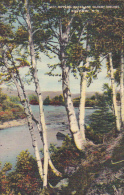 New Hampshire White Mountains Rippling Water And Silvery Birches 1943 - White Mountains