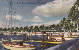 Coconut Palms Along Yacht Basin Fort Myers Florida 1955 - Fort Myers