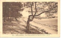 517.ARES. PIN TORDU AU BORD DE LA PLAGE DE ST. BRICE. - Arès