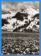 Bad Hindelang Oberjoch - S/w Blühender Krokus Am Oberjoch - Hindelang