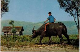Asie - Burma Birmanie Myanmar - Buffalo Boy - Inle -  Shan State - Myanmar (Burma)