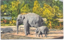 ELEPHANTS - Illustration - 180 - Éléphants