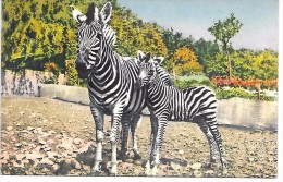 ZEBRES  - Illustration - 182 - Zebras