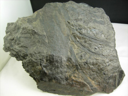 ROSEAU ?  CARBONIFERE 23 X 20, CM BASSIN HOUILLER DE GAGNAIRE - Fossils