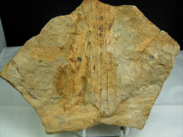 BRANCHES  FOSSILES 20 X 15, CM ARKOSE DE BLAVOZY - Fossils