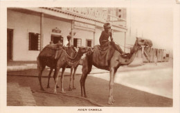 ¤¤  -   YEMEN   -   ADEN  -  Carte-Photo   -  Camels   -  Chameaux       -  ¤¤ - Yemen