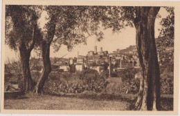 GRASSE EN 1900,ALPES MARITIMES,06,PRES CANNES,OLIVIER,FORET,PHOTO GILETTA - Grasse