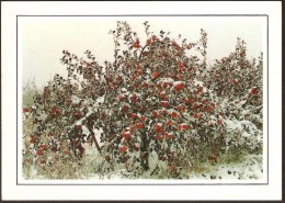 BRAZIL - SÃO JOAQUIM -  SANTA CATARINA  - APPLE TREE  WITH SNOW - UNUSED - Autres