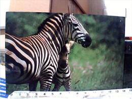 Zebra  Zebre KENYA  STAMP   FARFALLA  PAPHILLON  50 C 1,50 + 3,0 VB1991 ET16620 - Zèbres