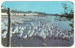 Long Island Duck Farm, Long Island, N.Y. - Long Island