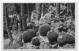 MONACO - N° 49- JARDIN EXOTIQUE - GROUPE D' ECHINOCACTUS GRUSONII - CARTE FORMAT CPA NON VOYAGEE - Jardin Exotique