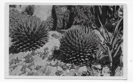 MONACO - N° 46 - JARDIN EXOTIQUE - AGAVES VICTORIA REGINAE ALOES ET GASTERIA DIVERS - CARTE FORMAT CPA NON VOYAGEE - Jardín Exótico