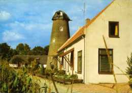 BEERS Bij Cuijk (N.-Br.) - Molen/moulin - Romp Van Stellingmolen De Hoop In 1978, Nog Met Kap En Bovenas - Altri & Non Classificati