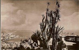 MONACO-JARDIN EXOTIQUE-CACTUS- - Jardin Exotique