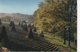 Delcampe - CP AUTOMNE EN LIMOUSIN Travaux Des Champs - La Récolte Des Topinambourgs - Limousin