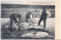 Fischer Beim Ausschlachten Der Störe ST PETER ORDING Schleswig Holstein TOP-Erhaltung Ungelaufen Verlag Carl Richter - St. Peter-Ording