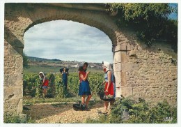 Delcampe - MEURSAULT (21)  Scène Des Vendanges - Meursault