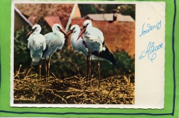 Delcampe - 68 67 SOUVENIR D'ALSACE NID DE CIGOGNE - Alsace