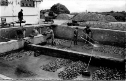 Delcampe - 17 MARENNES - Bassin Ostréicole - Le Dégorgeoirs - Marennes