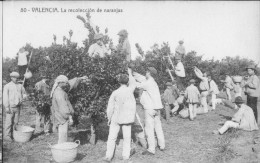 Delcampe - VALENCIA   - La Recoleccion De Naranjas - Valencia