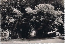 Delcampe - Cpsm NANGIS L Allee Du Parc - Nangis