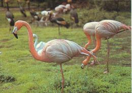 Halle Saale Zoo Tierpark Flusspferde Flamingo 80er MB - Hippopotamuses