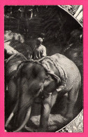 Delcampe - Elephants - Homme Sur Elephant Avec Cordes - Mellin's Food For Infants From Birth Upwards - Sri Lanka (Ceylon)