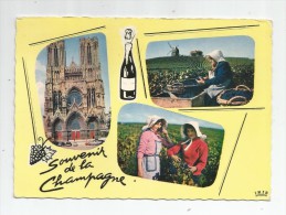 Cp , Vignes , Vin , Souvenir De Champagne , Ed : La Cigogne 454.112 , Voyagée 1966 , Vendanges - Vines