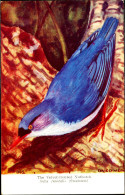 BIRDS-THE VELVET FRONTED NUTHATCH - PPC BY BOMBAY NATURAL HISTORY SOCIETY-MNH-FC-61 - Climbing Birds