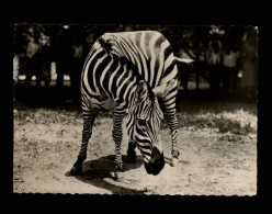 ANIMAUX - ZEBRES - Pub Médicament - Transfusine - Zebra's