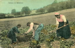 Delcampe - TYPE(CULTURE DE BETTERAVE) CARTE EN COULEUR TOILEE - Bauern