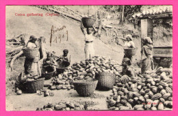 Delcampe - Ceylon - Cocoa Gathering - Collecte Du Cacao Avec Paniers - Femmes Et Enfants - Animée - SKEEN-PHOTO - 1909 - Sri Lanka (Ceylon)