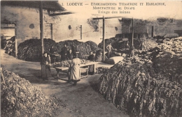 Delcampe - HERAULT  34  LODEVE  ETABLISSEMENTS TEISSERENC ET HARLACHOT MANUFACTURE DE DRAPS TRIAGE DES LAINES - Lodeve