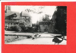 Delcampe - 76 CLERES Cpa ZOO Le Manoir Autruche Ou Emeu Le Manoir      31 Roussel - Clères
