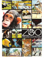 Germany - Münster In Westfalen - Zoo - Tierpark - Animals - Pinguin - Hippo - Monkey - Giraffe - Birds - Hippopotames