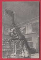 169038 /  Vienna Wien - NATURHISTORISCHES STAATSMUSEUM SAAL VIII , Iguanodon Dinosauria - Austria Österreich Autriche - Musées